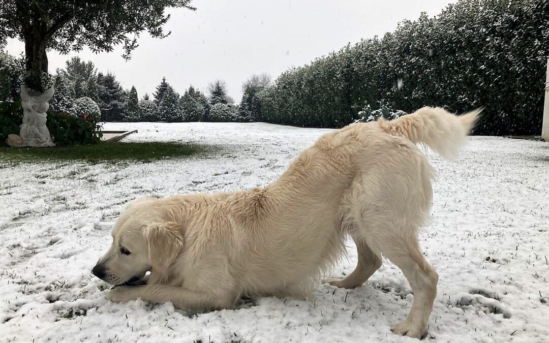 Come il bacino influenza la posizione della colonna vertebrale