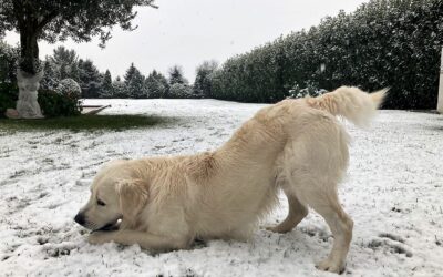 Come il bacino influenza la posizione della colonna vertebrale